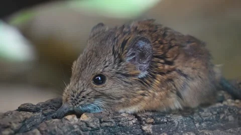 An Elephant shrew mouse relaxing Stock Footage 278010005