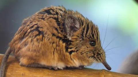 An Elephant shrew mouse resting Stock Footage 261191031