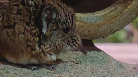 An Elephant shrew mouse sitting  Stock Footage 259476105
