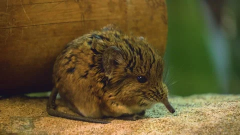 An Elephant shrew sitting Video stock 258074833