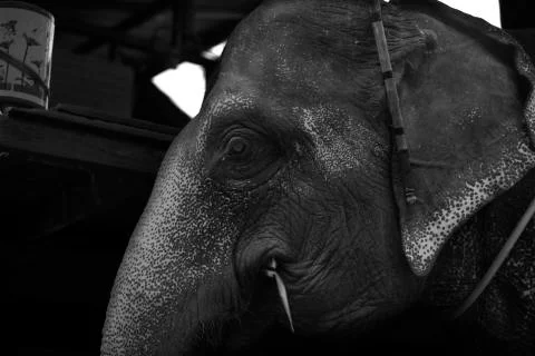 Elephant side on brown small eye Stock Photos