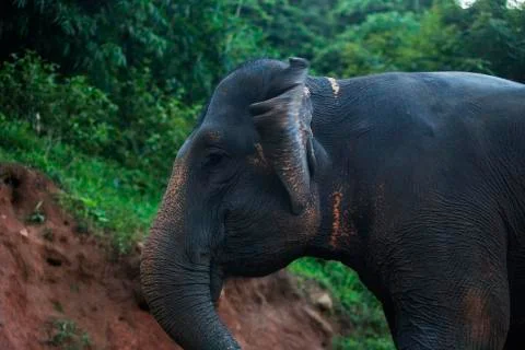 Elephant side on forest 2 colored  Stock Photos