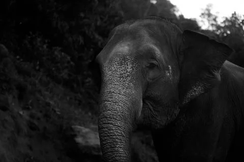 The elephant side on the forest black and white  Stock Photos