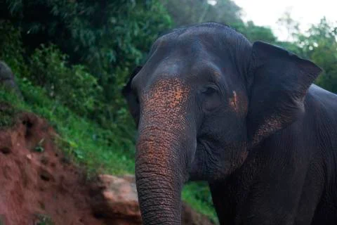 The elephant side on the forest  Stock Photos