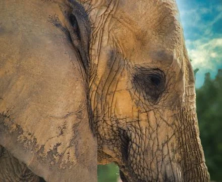 Elephant side head Profile 库存照片