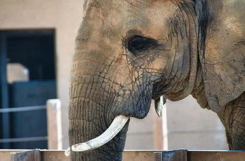 Elephant side head Profile 库存照片