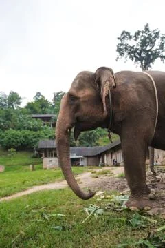 Elephant Side Stock Photos