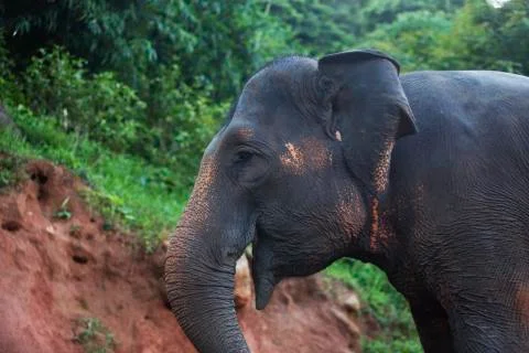 Elephant side shot colored  Stock Photos