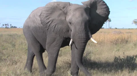 Elephant side step Video stock 22568756