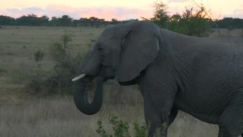 Elephant sideway and walking away. Stock Footage 90783801