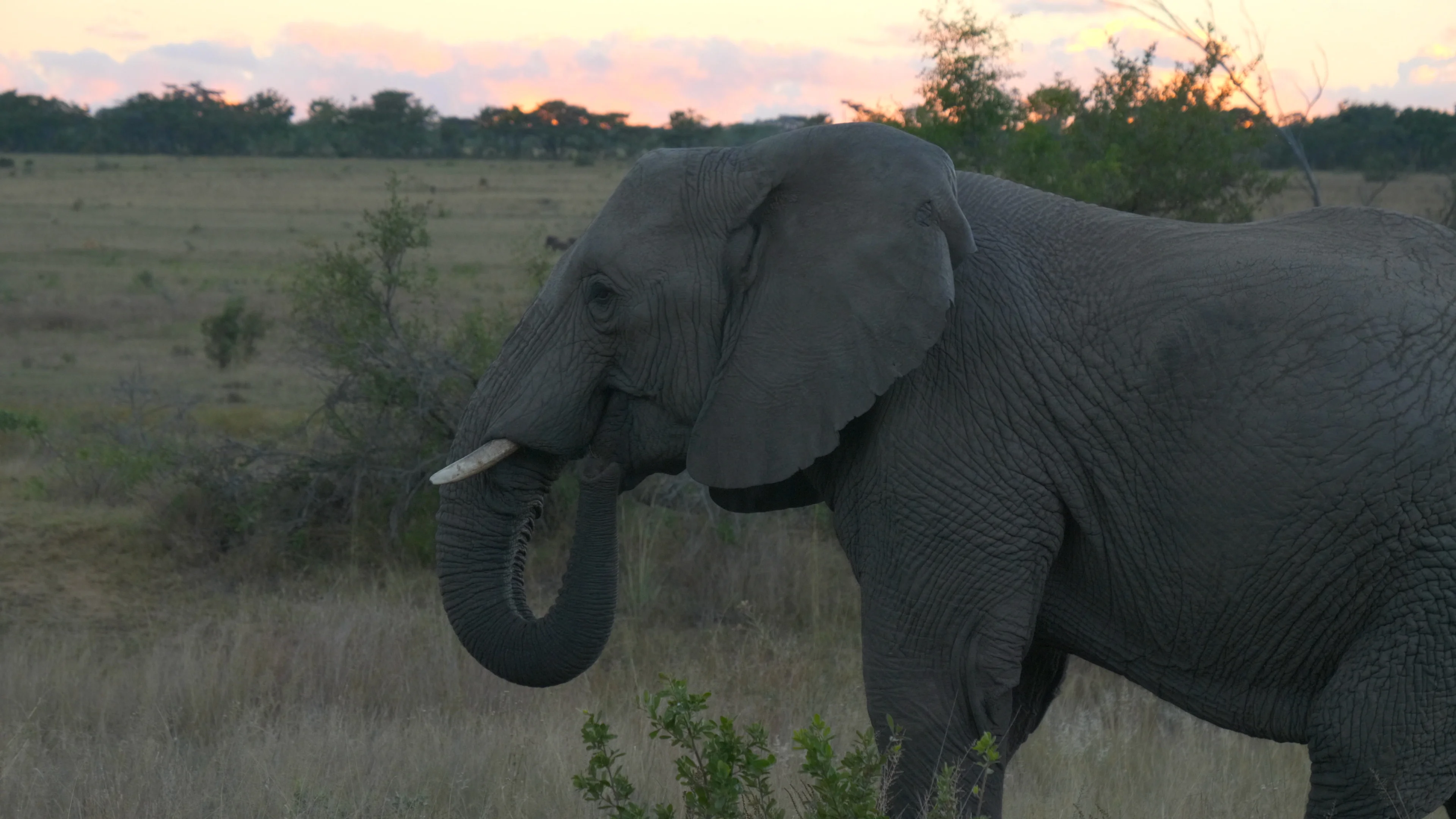Elephant Sideway And Walking Away Hi Res Video