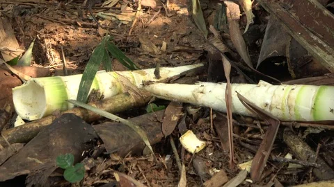 Elephant sign, Malaysia Stock Footage 130161699