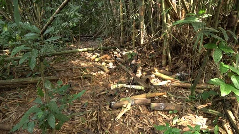 Elephant sign, Malaysia Видео 130161767