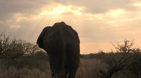Elephant silhouette Stock Footage 8621523