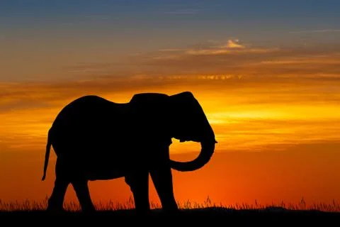 Elephant silhouette at sunset Stock Illustration