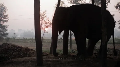 Elephant silhouetted in front of a field Stock Footage 92713162