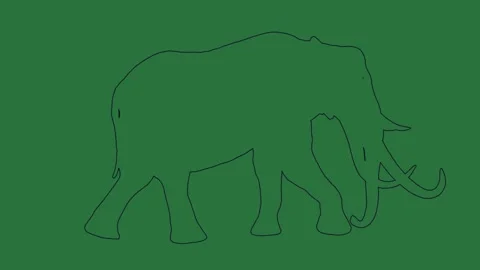 An elephant silhouetted on a green background and how to draw isolated on green Stock Footage 336855362