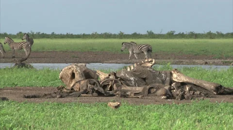 Elephant skeleton in the bush Stock-Footage 28510906