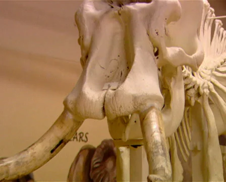 An elephant skeleton in an educational centre Stock Footage 36377715