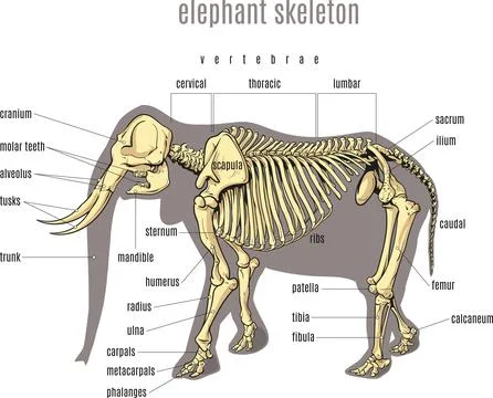 Elephant skeleton Stock Illustration