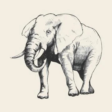 Elephant Sketch Stock Illustration