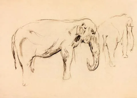 Elephant sketch Foto stock