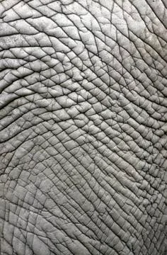 Elephant skin background Stock Photos