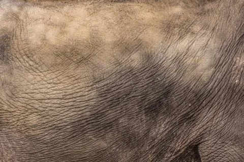 Elephant skin, background Stock Photos