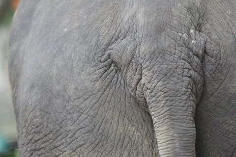 Elephant skin, close-up, background texture Stock Photos