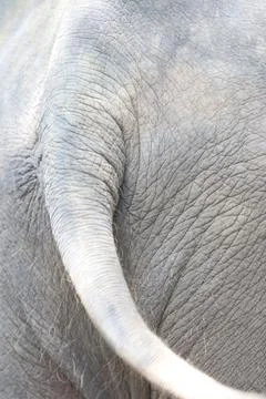 Elephant skin, close-up, background texture Foto stock