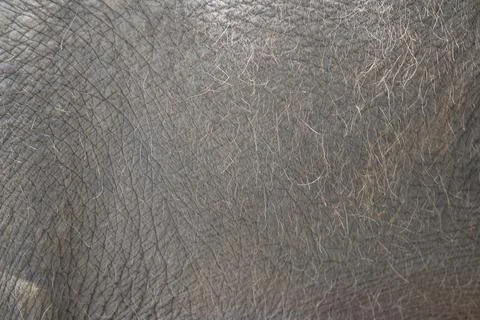 Elephant skin, close-up, background texture Foto stock