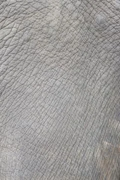 Elephant skin, close-up, background texture Foto stock