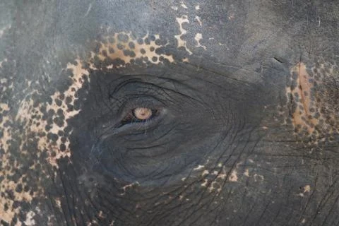 Elephant skin, close-up, background texture Foto stock
