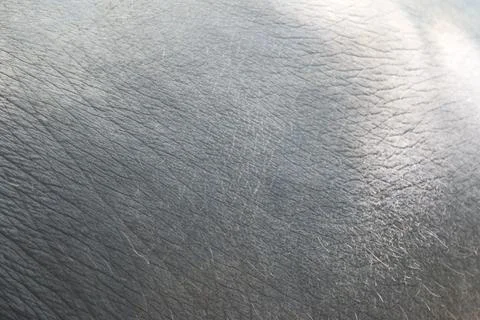 Elephant skin, close-up, background texture Stock Photos