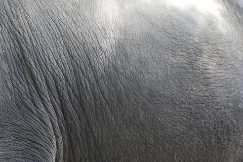 Elephant skin, close-up, background texture Stock Photos
