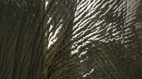 Elephant skin 스톡 동영상 65886149