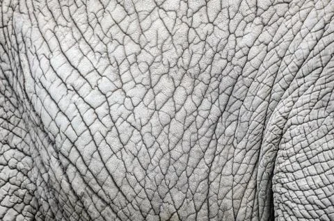 Elephant skin nature pattern background  from closeup view with details 스톡 사진