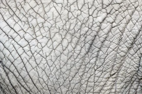Elephant skin nature pattern background  from closeup view with details Stock-Fotos