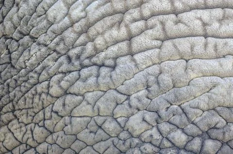 Elephant skin nature pattern background from closeup view with details Stock-Fotos