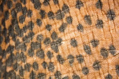 Elephant skin pattern and texture Stock Photos