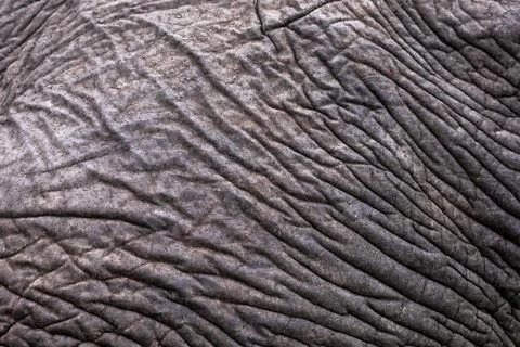 Elephant skin pattern Stock Photos