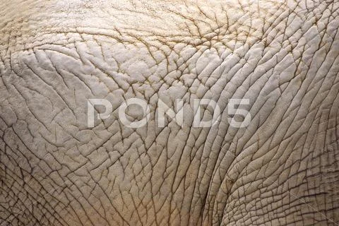 Elephant skin Stock Photos