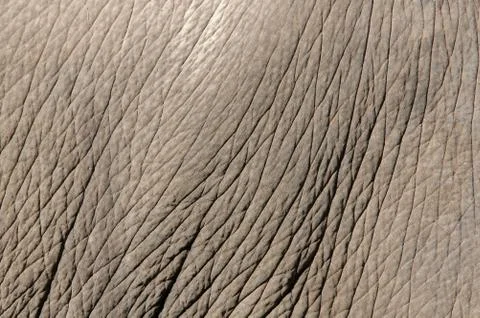 Elephant skin Foto stock