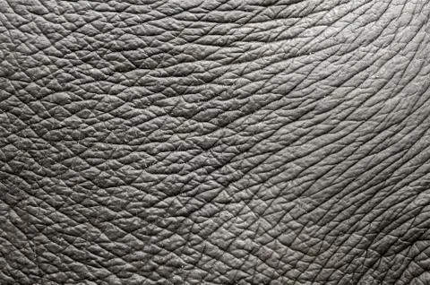 Elephant skin Stock-Fotos