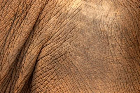 Elephant skin Stock Photos