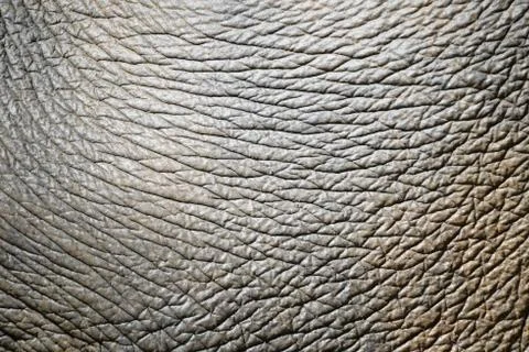 Elephant skin Stock Photos