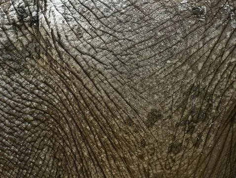 Elephant skin Foto stock