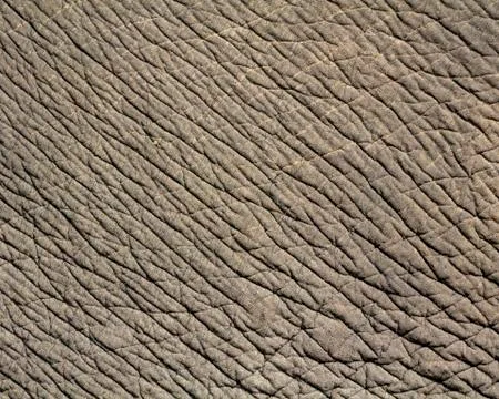 Elephant skin texture Stock Photos
