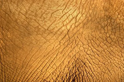 Elephant skin texture 스톡 사진