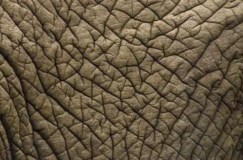 Elephant skin texture Stock Photos